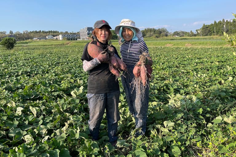 収穫作業中の平田さん。美味しい糖匠「紅蜜いも」をお届けするために、丁寧な作業が続けられています。