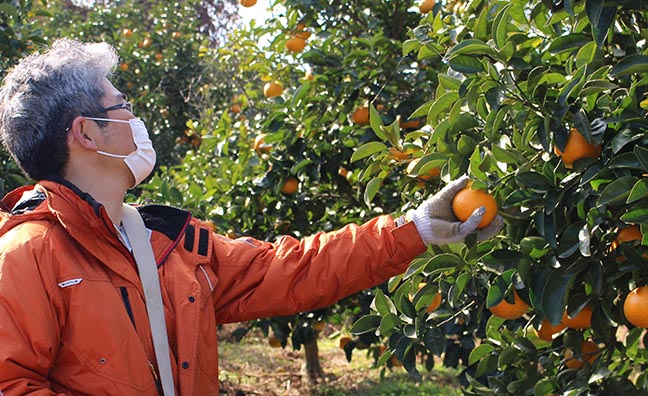 紅八朔の状態に目を光らせる、栽培責任者の宮本さん。