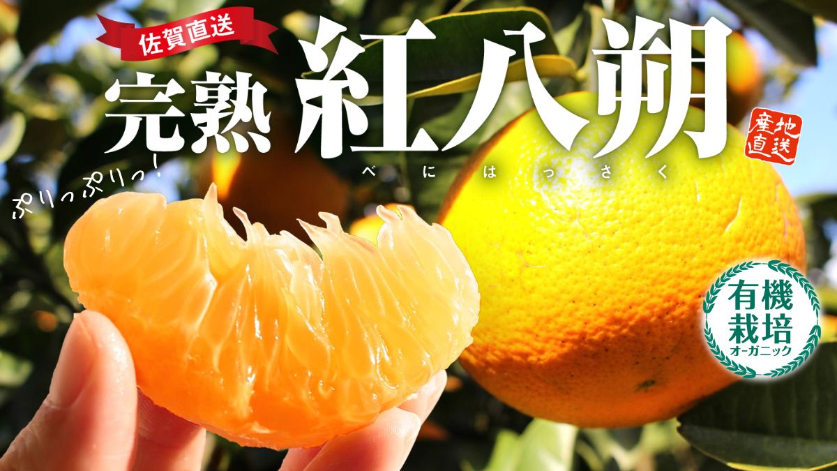 【紅八朔】有機栽培で育てた大きな「完熟 紅八朔」を佐賀から産地直送