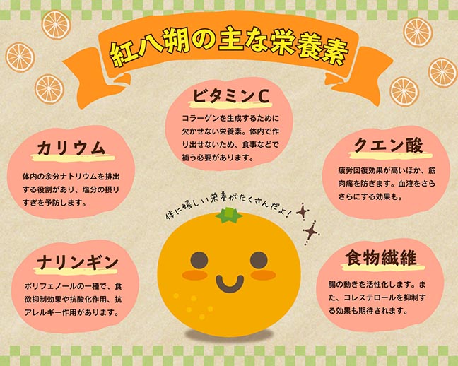 紅八朔に含まれる主な栄養素・ビタミンCは、コラーゲンを生成するために欠かせない存在。免疫力を高める効果もあります。