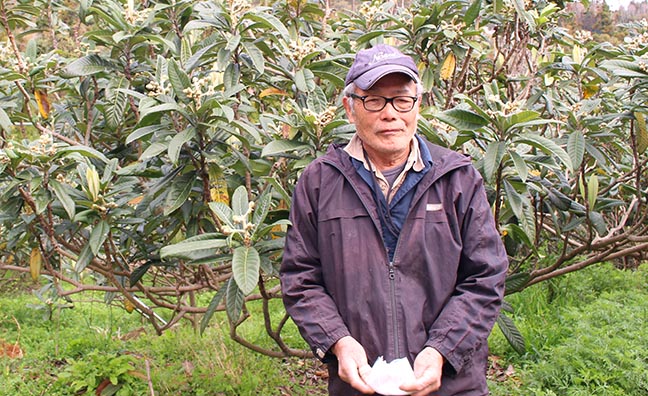 ベテランびわ農家 山崎さん