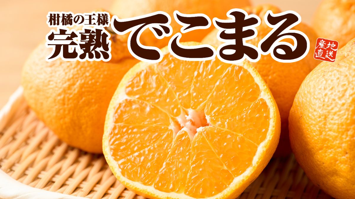 【不知火】柑橘の王様を産地直送でお取り寄せ「完熟 でこまる」