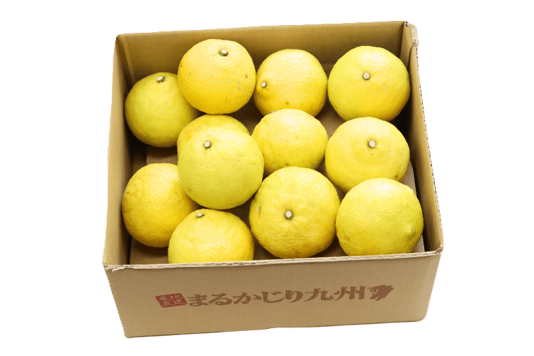 九州の産地から甘くて美味しい柑橘はるかをフルーツ通販でお取り寄せ。