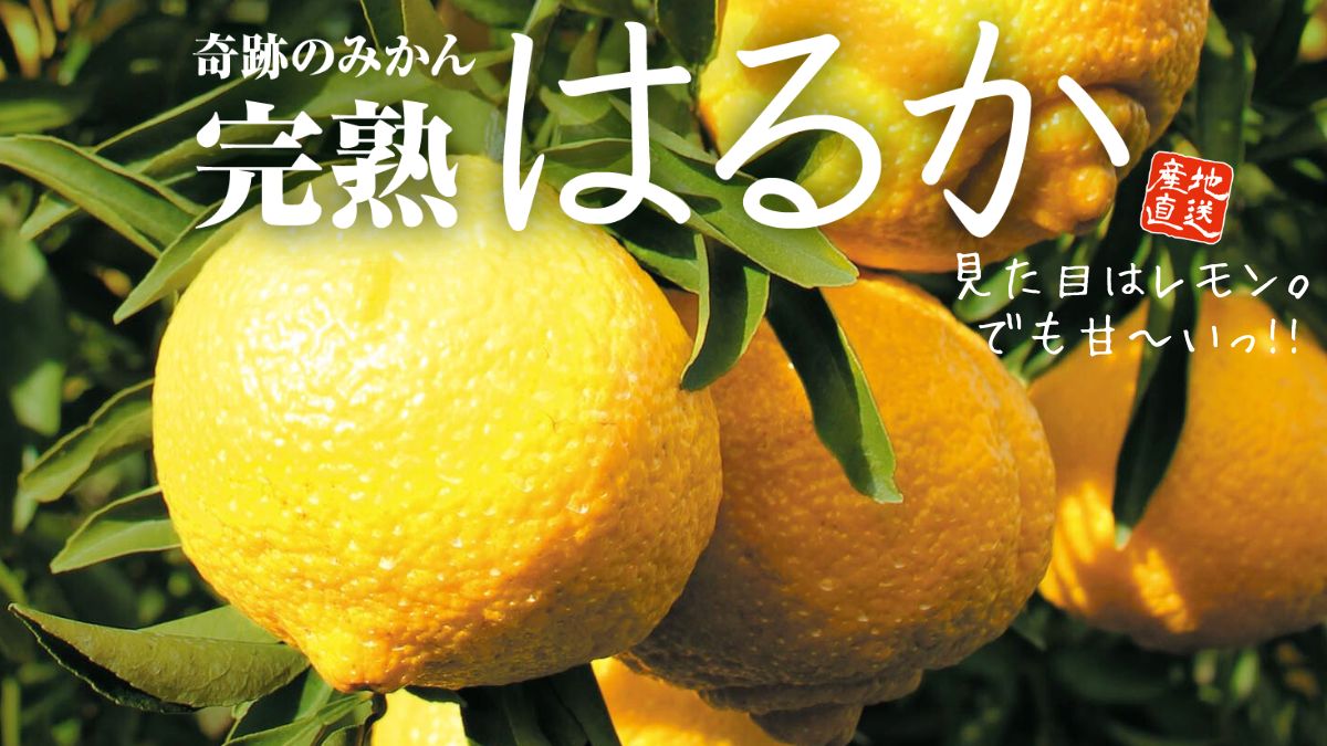 【はるか】奇跡のみかんと呼ばれる柑橘を佐賀県より通販でお取り寄せ