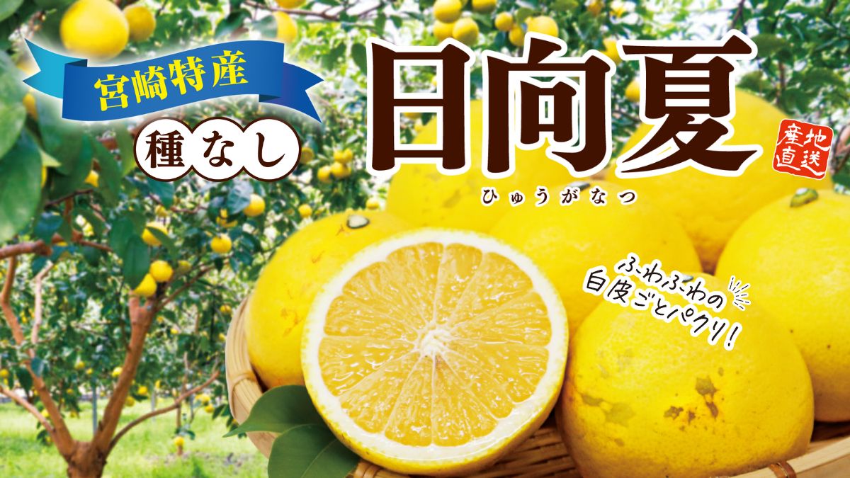 【日向夏】白皮ごと食べられる新食感!種なしの宮崎県産「日向夏」を産地直送でお届け