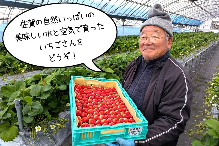 箱いっぱいに収穫された「いちごさん」を一粒ずつ確認して、自信をもって出荷する吉田さん。