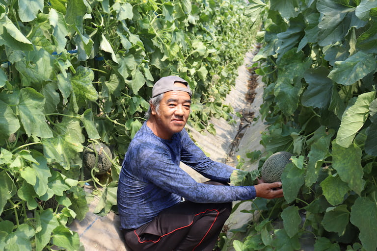 メロン生産量九州一位の熊本県で収穫された旬の青メロンを産地直送でお届けします。
