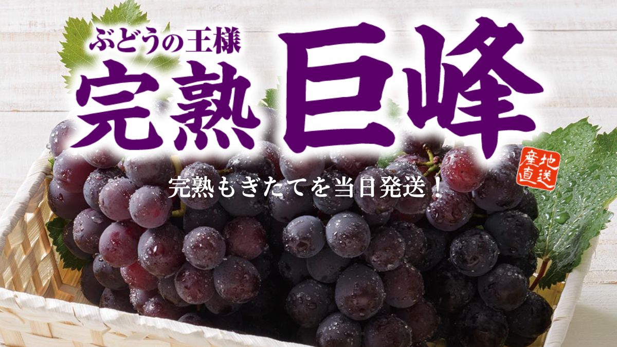 【巨峰】福岡県田主丸より美味しい旬のぶどうをお取り寄せ「朝採り完熟巨峰」
