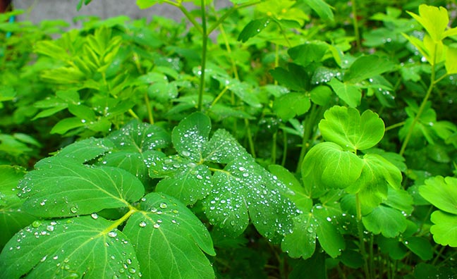 長命草は和名を「ボタンボウフウ(牡丹防風)」という沖縄を代表する健康野草。「一株食べると1日長く生きられる」と伝えられ、ミネラルやビタミンが多量に含まれる沖縄の長寿の源の野草です。