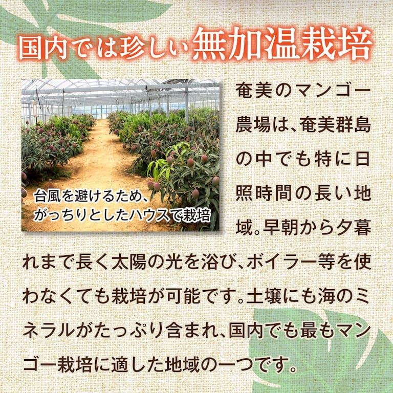 国内では珍しい無加温栽培の奄美のマンゴー