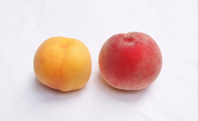 桃の品種は大きく分けて「黄桃」と「白桃」の2種類。日本で食べられるモモの原種は中国生まれです。