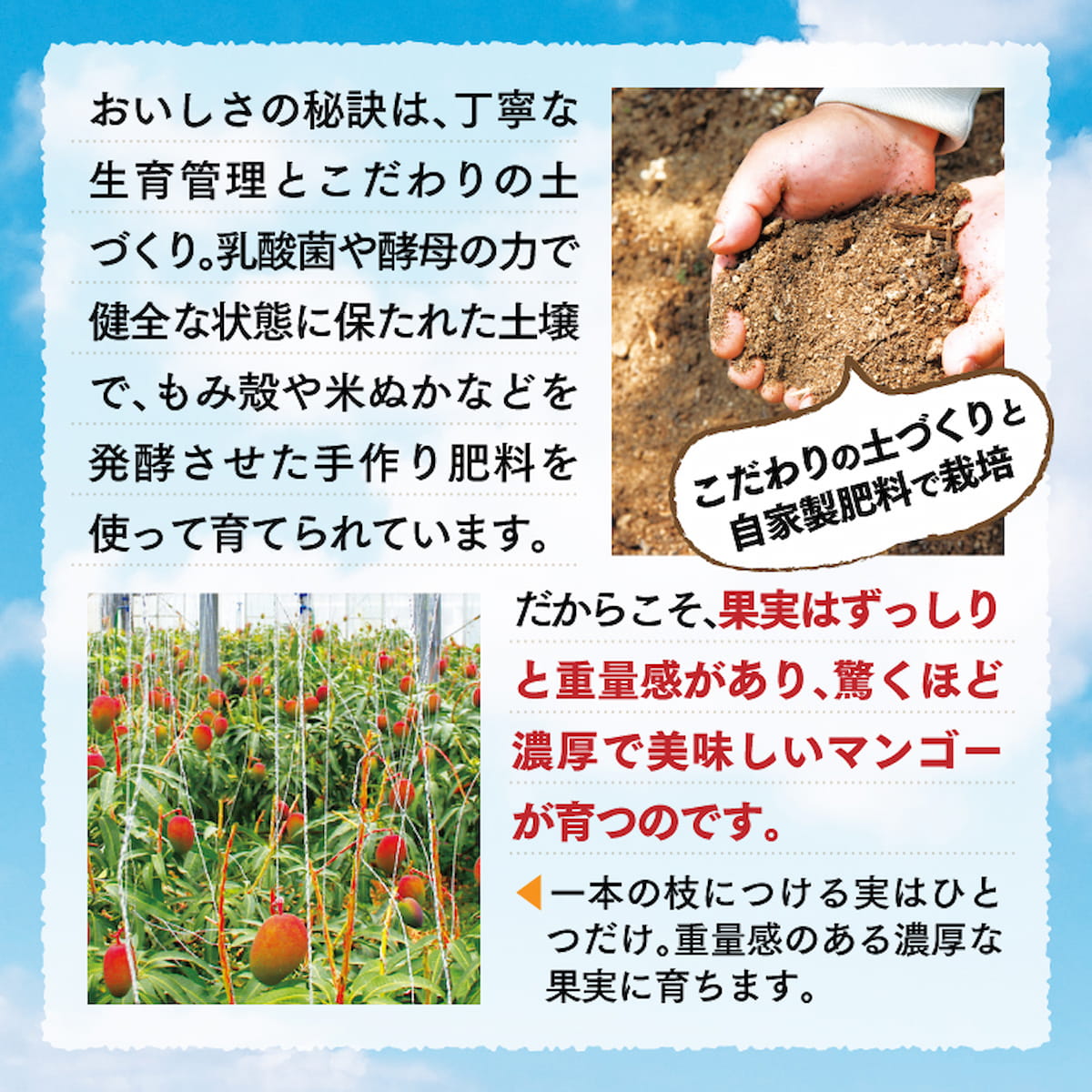 完熟 沖縄マンゴーの農場