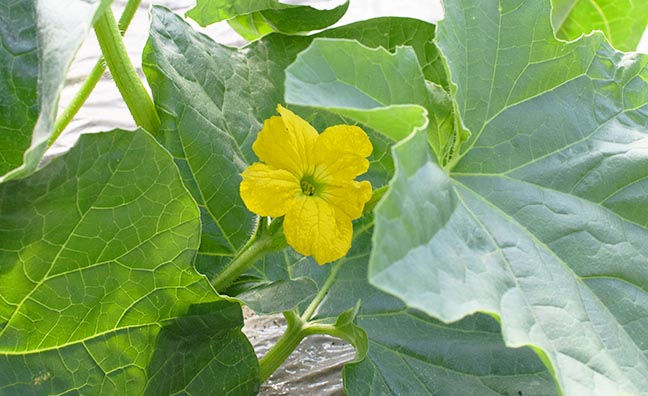 花の頃から細かくチェックして育てられる