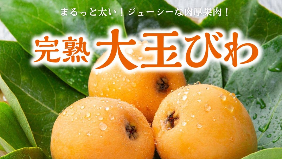 【なつたより】美味しいびわの人気品種を長崎より通販でお取りよせ「大玉びわ」