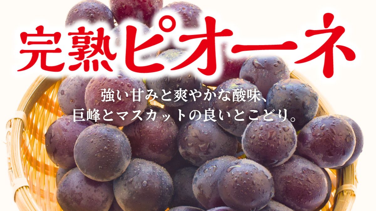 福岡県産 完熟ピオーネ