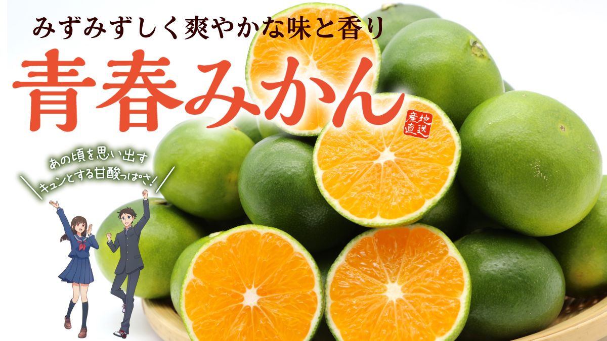 熊本県産「青春みかん」極早生