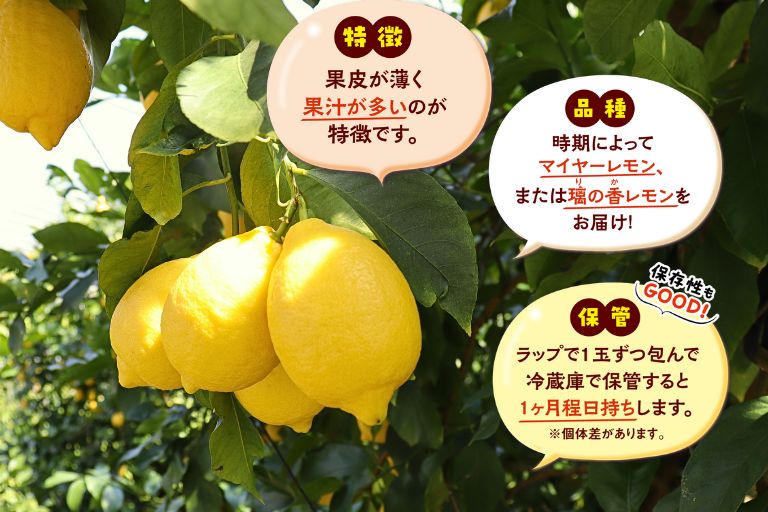 瑞々しく育つレモンの樹