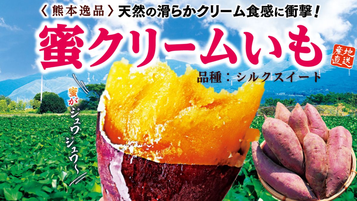 熊本県産 シルクスイート
