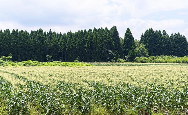 とうもろこしの栽培で知られる大分県の菅生地区。とうもろこしの生育に適した寒暖差の大きな気候が特徴です。