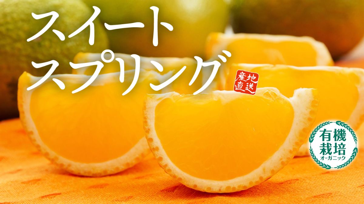 【有機栽培 スイートスプリング】八朔と温州みかんの掛け合わせで生まれた希少柑橘を通販で