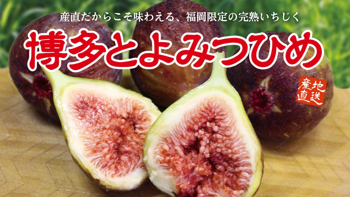 【とよみつひめ】福岡県限定生産の希少いちじくを、産地より農家直送でお届け「博多 とよみつひめ」