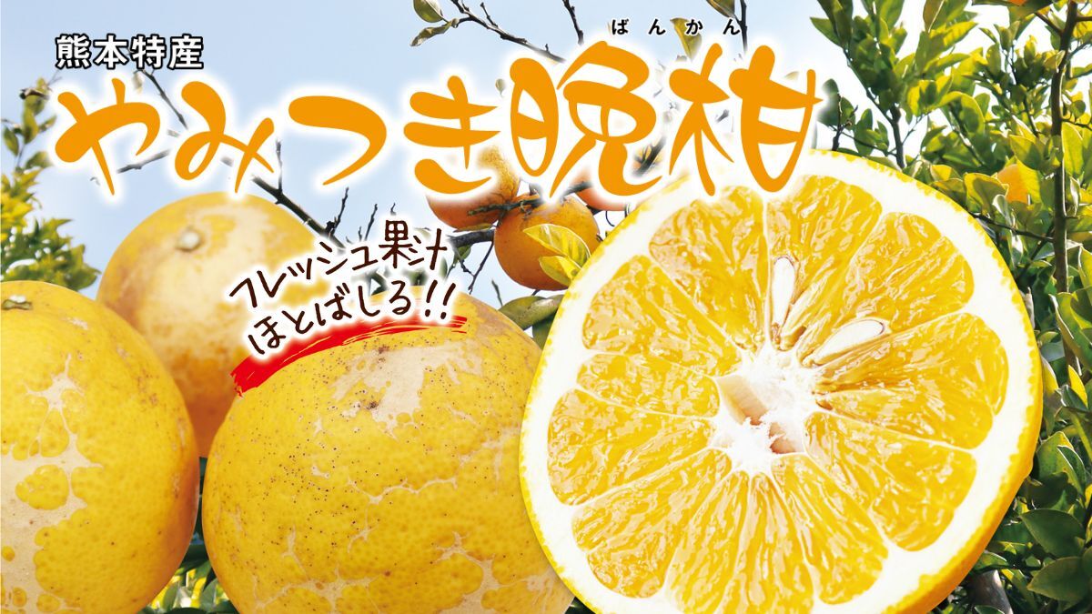 【晩柑】熊本県産のジューシーな河内晩柑を産地直送でお届け「やみつき晩柑」
