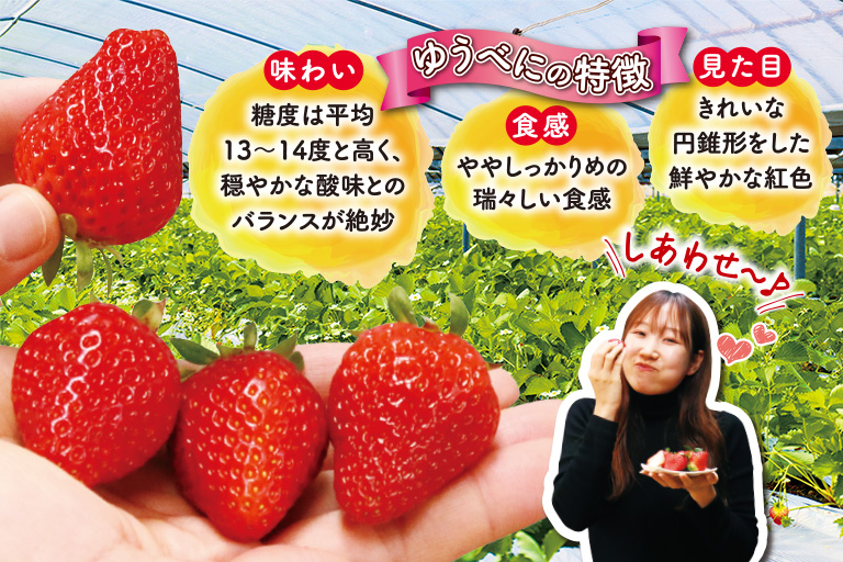 ゆうべにの特徴