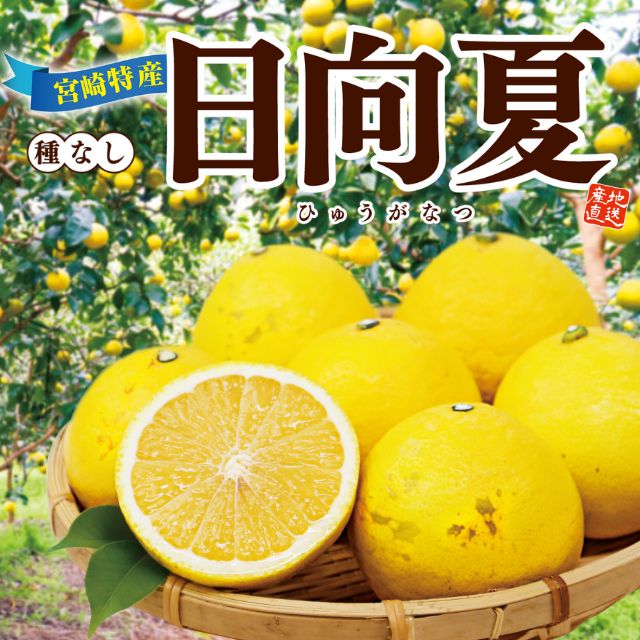 宮崎県産「日向夏」（約1kg）