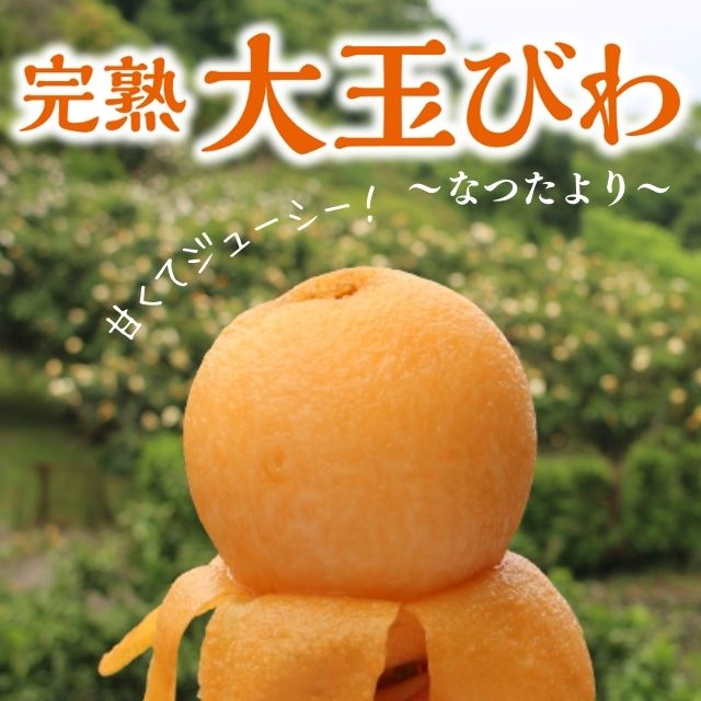 長崎特産「完熟大玉びわ」なつたより（約500g・9玉入）