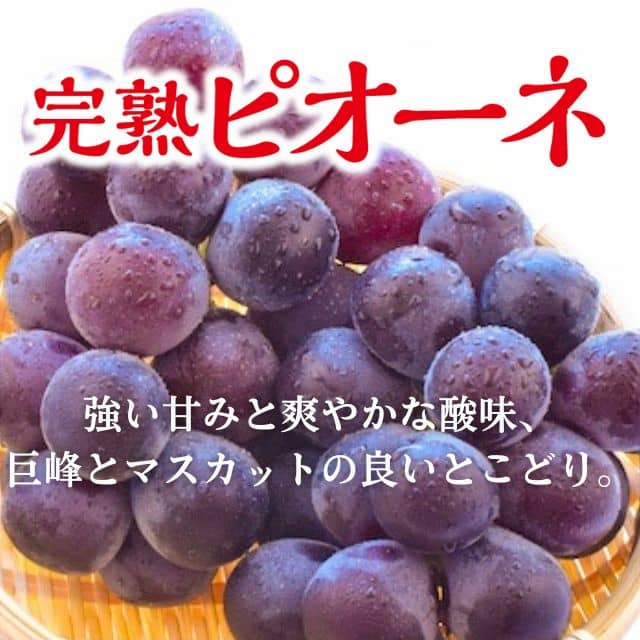 福岡県産「完熟ピオーネ」（約1.2kg）