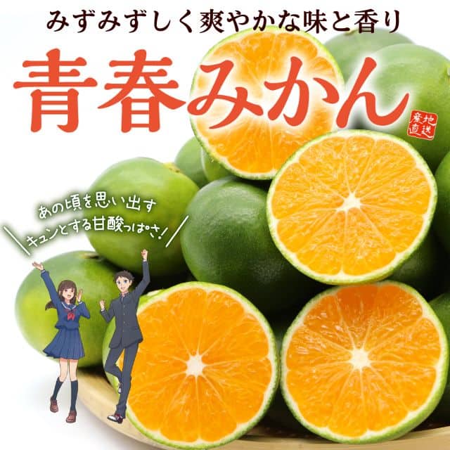 熊本県産「青春みかん」極早生（約2.5kg）